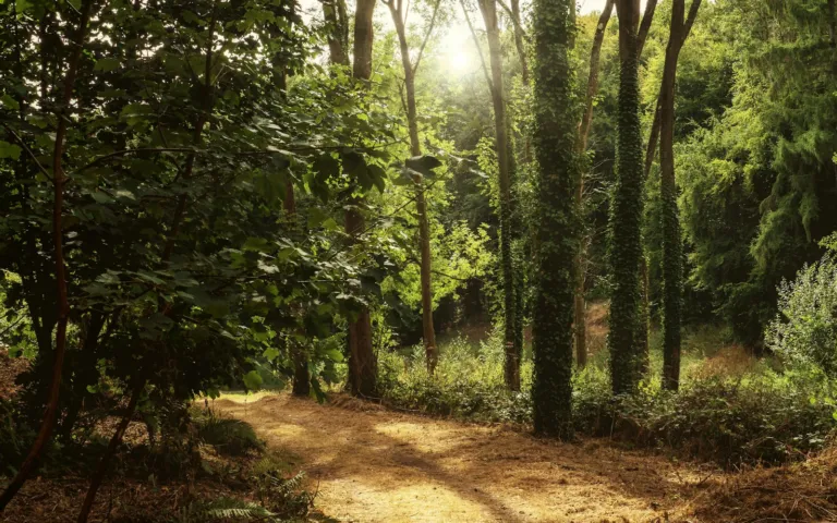 Grounding Techniques for Anxious Moments: A Practical Guide