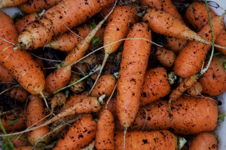 How to Start a Small Vegetable Garden: A Beginner’s Plan