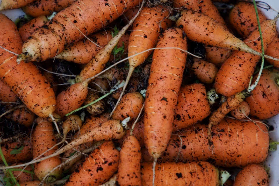 Freshly harvested carrots still covered in garden soil from a home vegetable garden